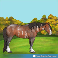 Horse Color:Bay Sabino 