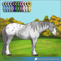 Horse Color:Blue Roan Sabino Appaloosa