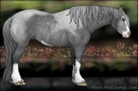 Horse Color:Blue Roan Sabino Rabicano 