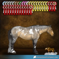 Horse Color:White Spotted Buckskin Roan 