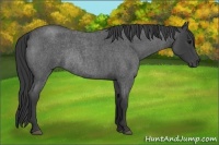 Horse Color:Blue Roan Rabicano