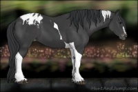 Horse Color:Black Sabino Tobiano Appaloosa 