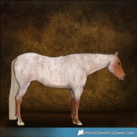Horse Color:Red Roan 