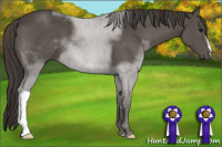 Horse Color:Smoky Black