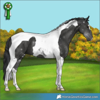 Horse Color:Black Tobiano 
