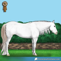 Horse Color:Grullo Splash Appaloosa Rabicano 