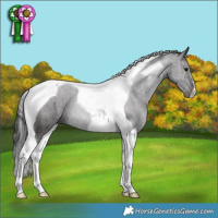 Horse Color:Smoky Black Tobiano 