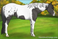 Horse Color:Black Tobiano Appaloosa 