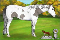 Horse Color:Grullo Sabino Splash Tobiano Appaloosa Rabicano 