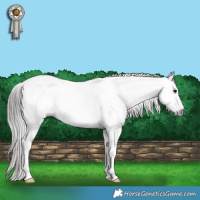 Horse Color:Gray Black Tobiano Appaloosa 