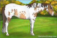 Horse Color:White Spotted Buckskin Tobiano Appaloosa Rabicano 