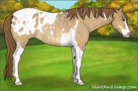 Horse Color:Buckskin Dun Sabino Tobiano Appaloosa Rabicano
