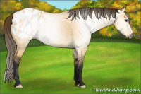Horse Color:Gray Buckskin Dun Appaloosa