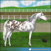 Horse Color:Liver Red Dun Mushroom Appaloosa Brindle 