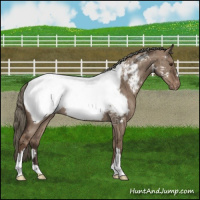 Horse Color:Liver Red Dun Mushroom Appaloosa Brindle 