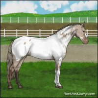 Horse Color:Liver Red Dun Mushroom Appaloosa Brindle 