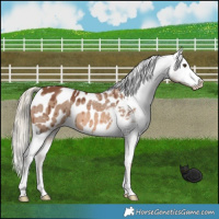 Horse Color:Red Dun Mushroom Appaloosa Brindle 