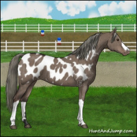 Horse Color:Liver Red Dun Mushroom Appaloosa Brindle 