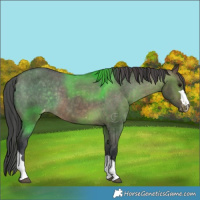 Horse Color:Brown Dun Appaloosa 