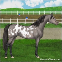 Horse Color:Platinum Brown Dun Appaloosa Brindle 