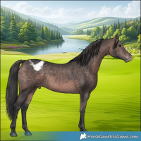 Horse Color:Platinum Bay Appaloosa 