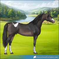 Horse Color:Platinum Bay Appaloosa