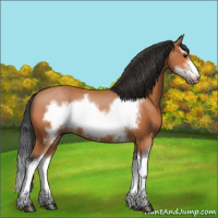 Horse Color:Bay Splash Frame 