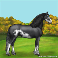Horse Color:Black Splash Frame 