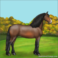 Horse Color:Bay Splash Frame 