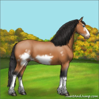 Horse Color:Bay Splash Frame 