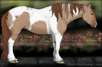 Horse Color:Red Dun Tobiano