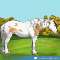 Horse Color:Buckskin Splash Tobiano 