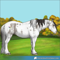 Horse Color:White Spotted Smoky Grullo Tobiano 