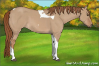 Horse Color:Red Dun Tobiano