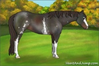 Horse Color:White Spotted Liver Chestnut 