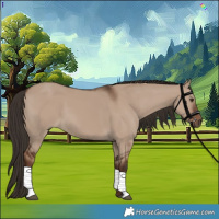 Horse Color:Liver Red Dun 