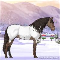 Horse Color:Liver Red Dun Appaloosa