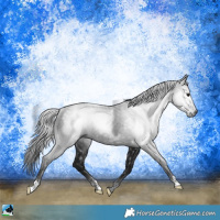 Horse Color:Gray Black Rabicano 