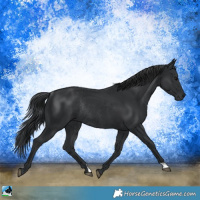 Horse Color:Black Rabicano 