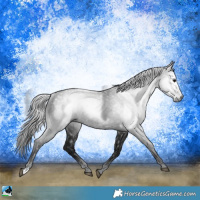 Horse Color:Gray Black Rabicano 