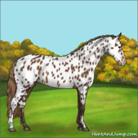 Horse Color:Liver Chestnut Sabino Near Leopard Rabicano 