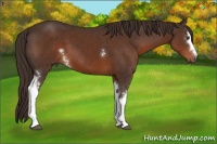 Horse Color:White Spotted Liver Chestnut 