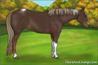 Horse Color:Liver Chestnut Sabino Tobiano 