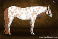 Horse Color:Liver Red Dun Appaloosa 