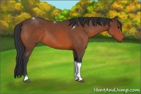 Horse Color:Bay Sabino Tobiano 