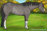 Horse Color:Blue Roan Rabicano 