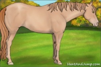 Horse Color:Gold Champagne