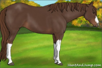 Horse Color:Liver Chestnut