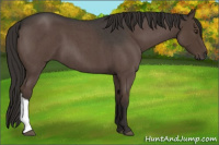 Horse Color:Liver Red Roan 