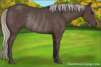 Horse Color:Silver Black Rabicano 